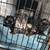Small Puppies (FRUG)Frenchie Mixed 1 thumbnail