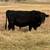 Black Angus Bull 8 thumbnail