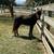 BLACK VERY TAME MINI HORSE STALLION 5 thumbnail