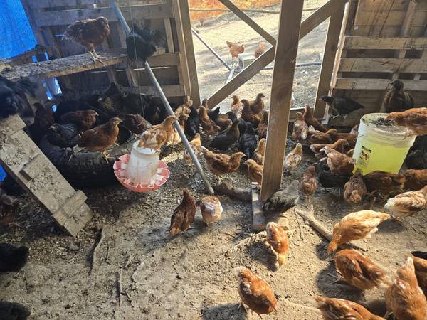 Chickens layer (Kingsport)63924600117634123