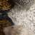 Bonded Mom & Baby Hedgehog 2 thumbnail