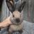New Zealand bunnies -Happy Hops Rabbitry 1 thumbnail