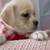 adorable pug chihuahau 1 thumbnail