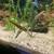 Crypt Mioya aquarium plants Group of 4 plants 1 thumbnail