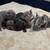 Rehoming French bulldog puppies 1 thumbnail