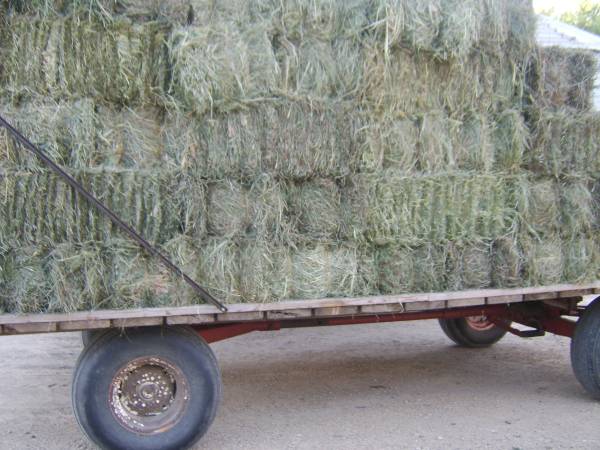 Grass Hay 1