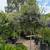 Solanum Patio Tree 8 thumbnail