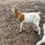 Boer goats 3 thumbnail