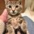 KITTENS FOR ADOPTION 11 thumbnail