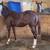 GUNNER,QUARTER, HORSE, STUD,COLT,SPLASH 9 thumbnail
