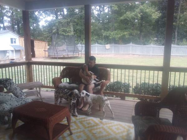 Sweet dalmatian puppies need a home! (Jonesboro)63987243865474122