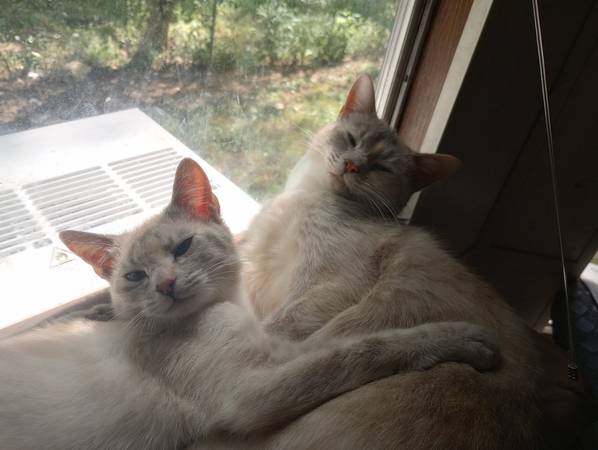 Two Female Ojos Azules Cats63502804335875121