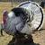 Heritage turkey poults 6 thumbnail
