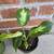 Indoor Plants 5 thumbnail