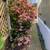 PRICE REDUCED/OPEN HOUSE-Lovely 2 Bd/2Bath Mobile Home in Fircrest MHP 21 thumbnail