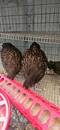 Gallinas jóvenes Orpington chocolate de 5 meses - $40 (Oakdale)63470291006849122