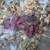 Holland lop babies 1 thumbnail