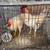 2 roosters for adoption 2 thumbnail