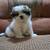 Shih tzu Babyy 2 thumbnail