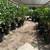 Citrus Trees 2 Feet Tall $20 - More Than 5000 Trees To Choose From $20 2 thumbnail