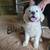 Livestock guardian pups 8 thumbnail