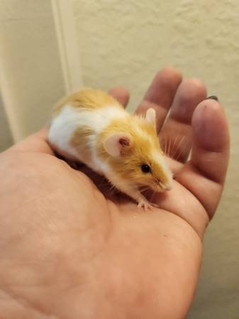 Fluffy mice available63846014353923124