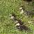 3 Juvenile Muscovy ducks 5 thumbnail