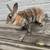 Mini Rex Rabbits 6 thumbnail