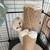 Scottish fold 1 thumbnail