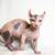 Sphynx kittens 5 thumbnail