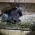 Bunny sale 2 thumbnail