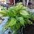 Hosta plant sale 6 thumbnail