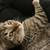 1 year old kitten 1 thumbnail