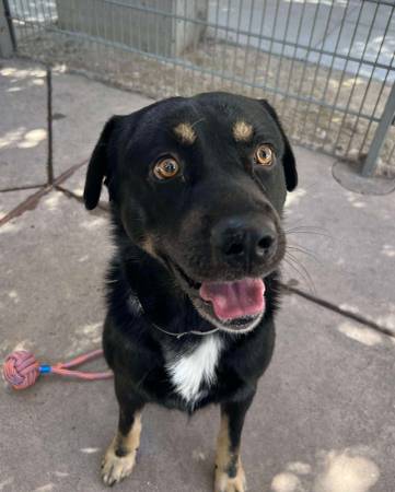 Stunning, loving, and mellow Rottweiler mix urgently needs home (concord / pleasant hill / martinez)63941740199427121