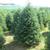 Premium North Carolina Fraser Fir Christmas Trees 4 thumbnail