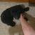 Female Mini Poodle Pup! 2 thumbnail