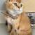 British Golden shorthair 6 thumbnail
