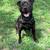 Dog rehome 2 thumbnail