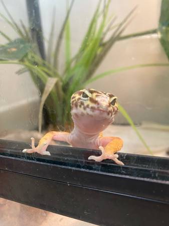 Leopard Gecko (Twin Lake)63910107001090121