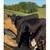 12 Black Heifers/3 Steer 5 thumbnail