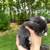 Baby holland lop bunnies 4 thumbnail