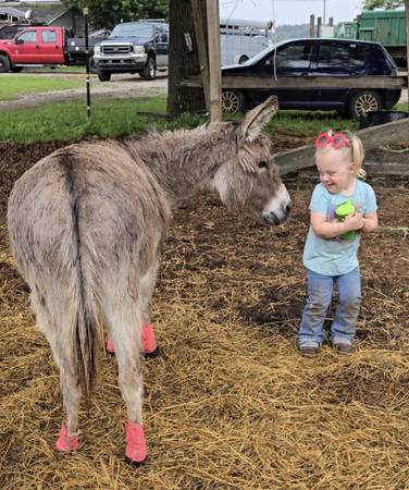 Mobile Petting zoo 1