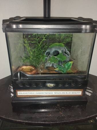 Brazilian beauty gbb dwarf (Salem)63688376486787121