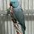 Indian Ringneck Parakeet Pair 5 thumbnail