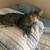 Sweet kittens in need of homes due to care of handicap family member 2 thumbnail