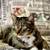 Lost Brown Tabby Cat Named Oliver 3 thumbnail