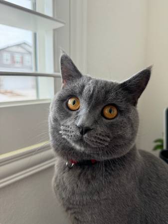 Grey British Short Hair Cat63679290391427120