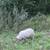 Icelandic sheep 4 thumbnail