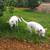 Pet Related Housing Issues? Pet / Sitting / Boarding short/long term 2 thumbnail