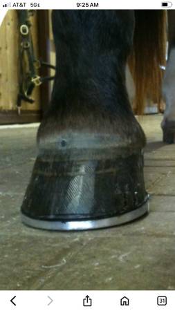 Farrier horse shoeing 1